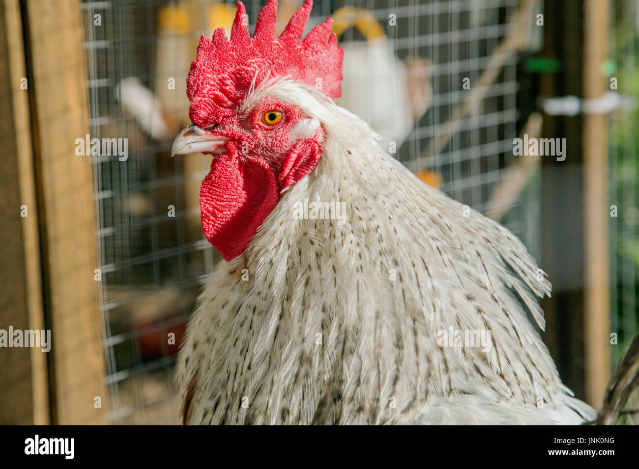 Hühner im Garten Stockfoto