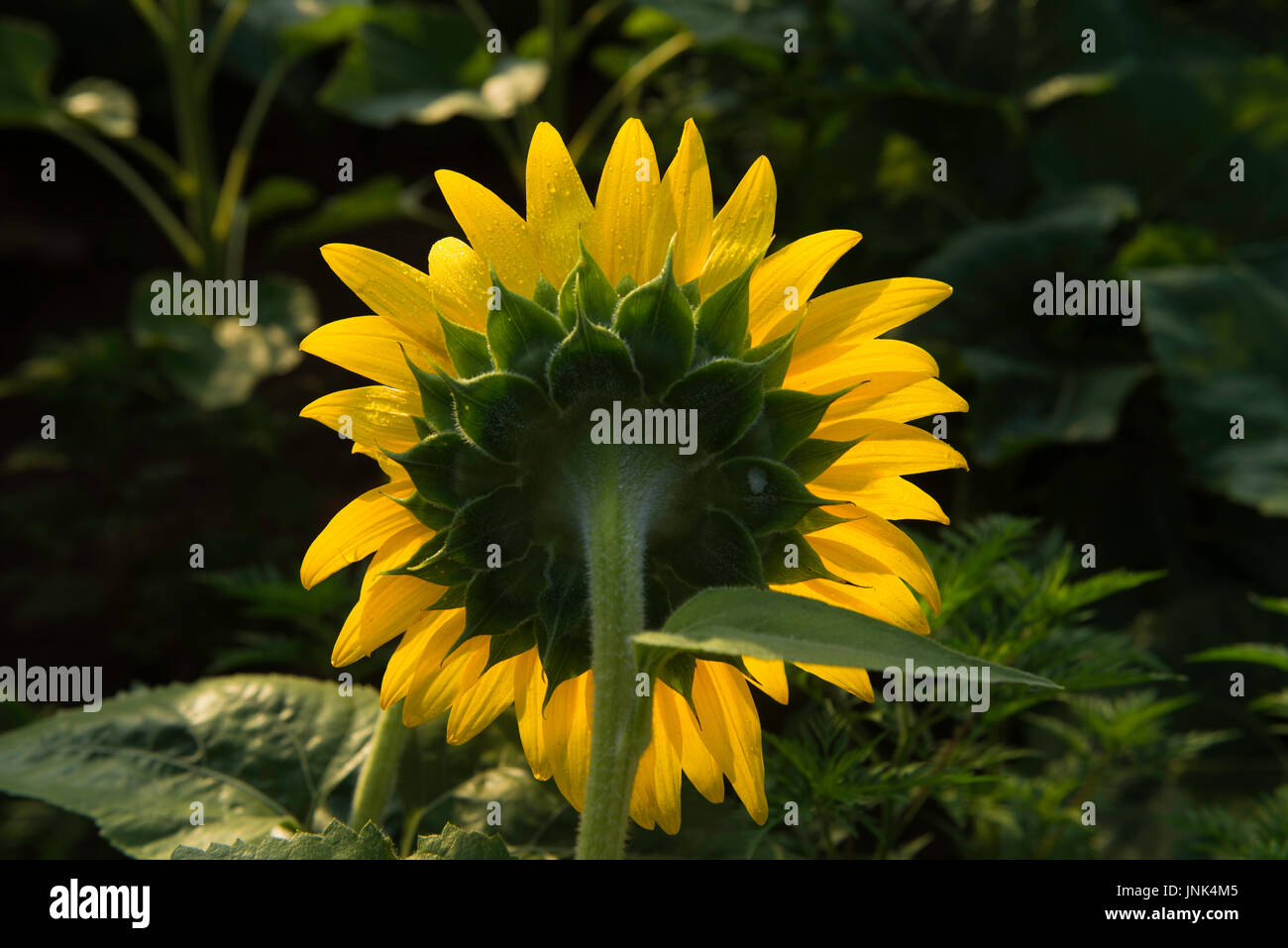 Lebendige helle Sonnenblumen blühen in der Morgensonne Stockfoto