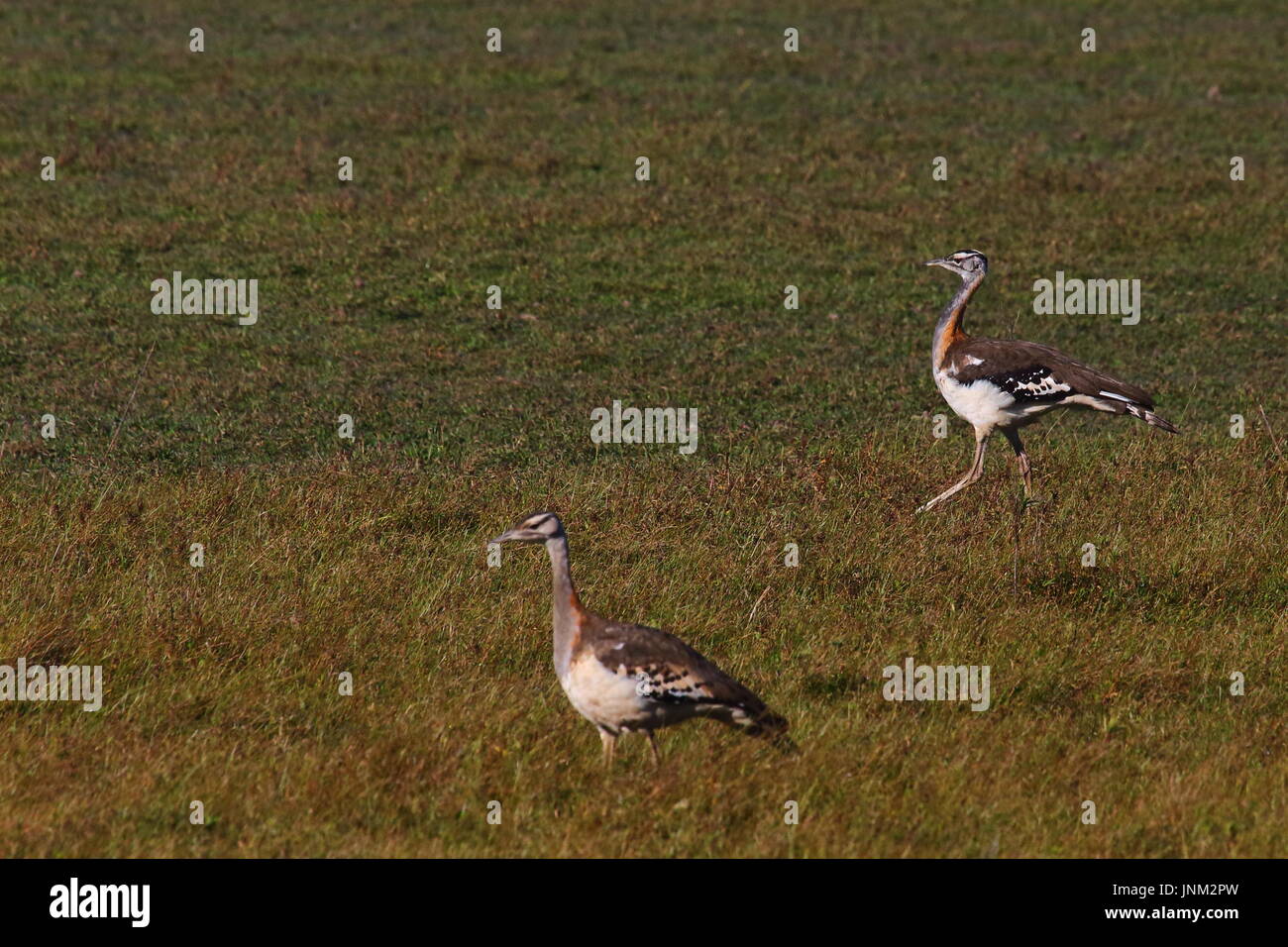 Denham Trappe, Neotis Denhami, Bangweulu Feuchtgebiete, nördlichen Sambia Stockfoto