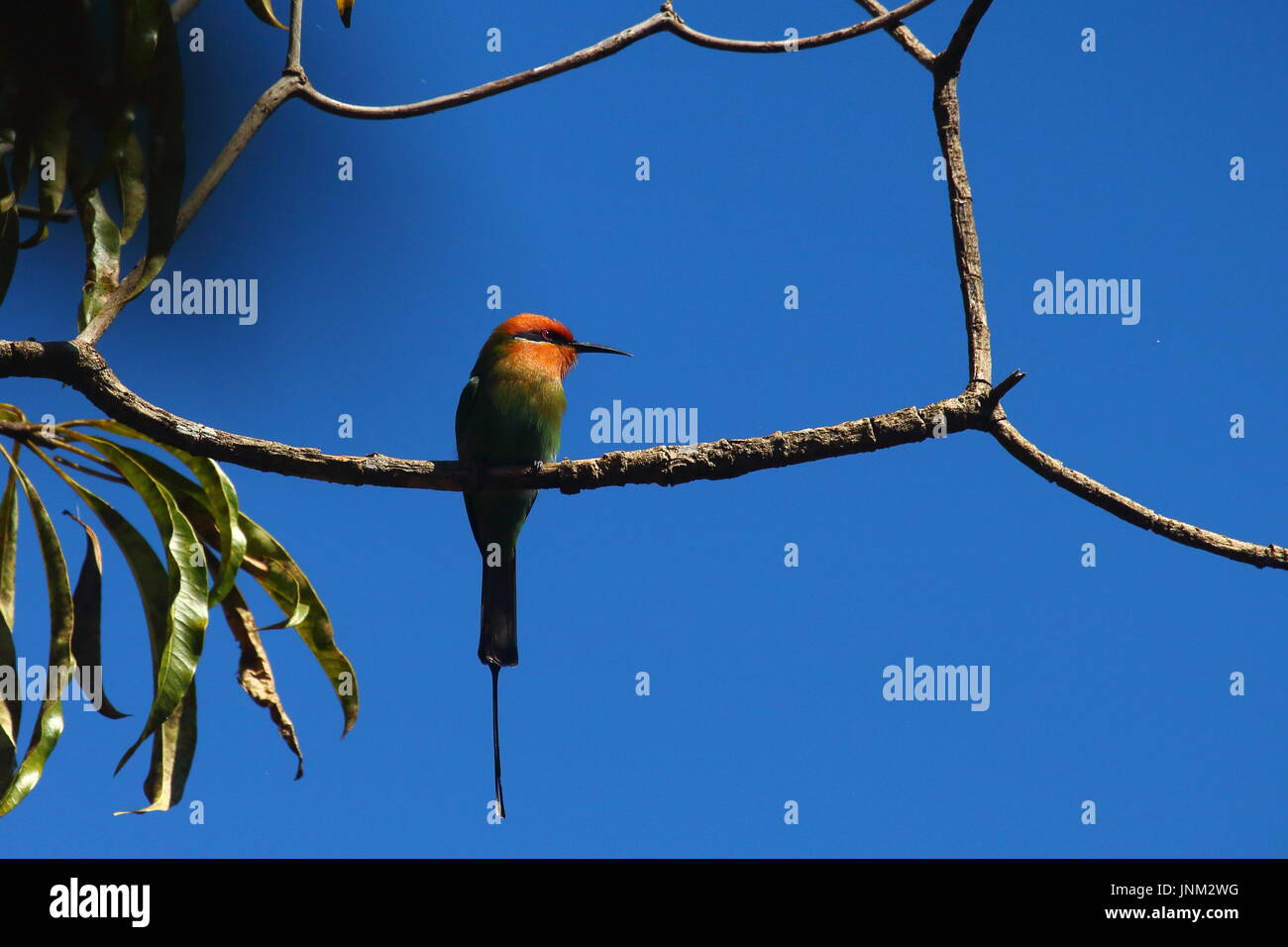 Bohm Bienenfresser Merops Boehmi, Kasanka Nationalpark, nördlichen Sambia Stockfoto