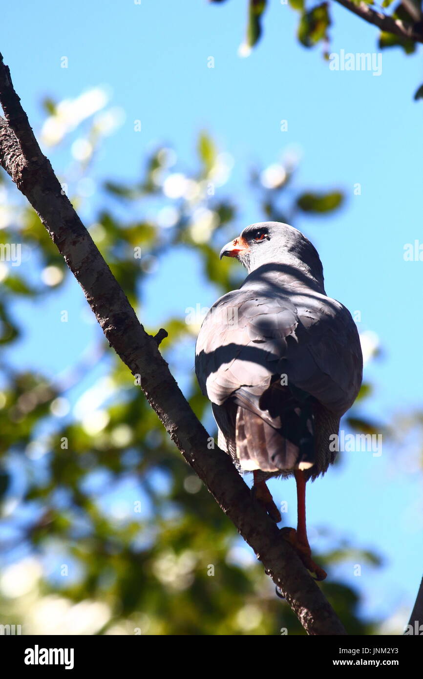 Dunkle singen Goshawk Melierax Metabates, Kasanka Nationalpark, nördlichen Sambia Stockfoto