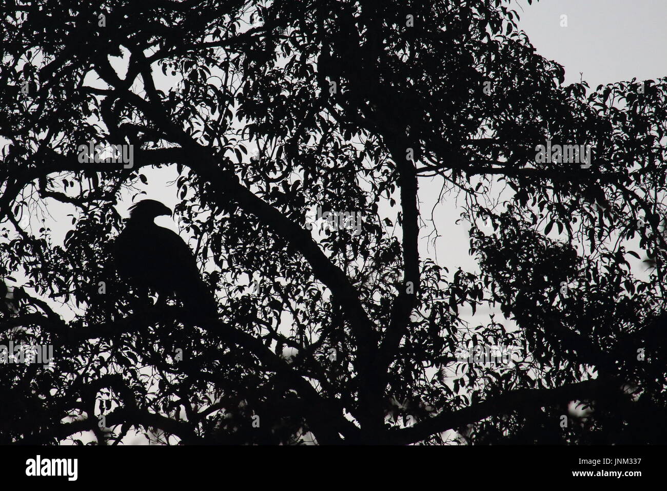 Gekrönten Adler Stephanoaetus Coronatus, Kasanka Nationalpark, Sambia Stockfoto