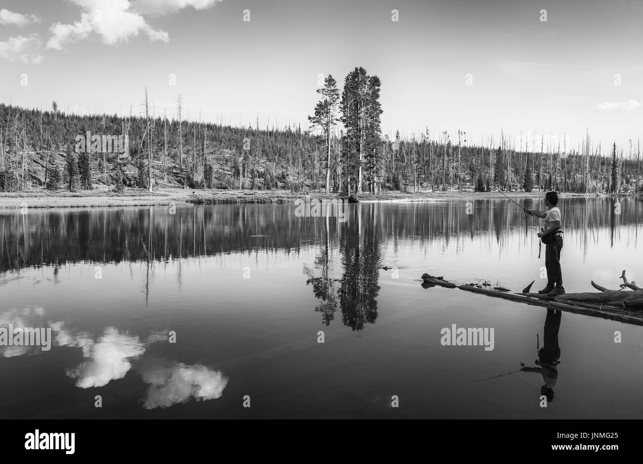 Angeln auf dem Yellowstone River an einem friedlichen, ruhigen Morgen flankiert von Kiefer-Wald in der Nähe von Cooke City im Yellowstone National Park, Montana, USA. Stockfoto