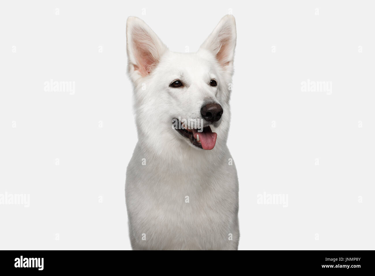 Schweizer Schäferhund auf weißem Hintergrund Stockfoto