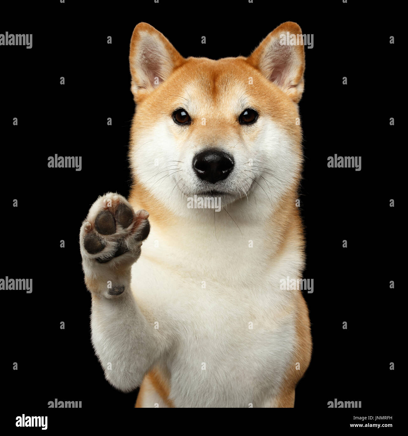 Porträt von Shiba Inu Hund isoliert schwarzer Hintergrund Stockfoto