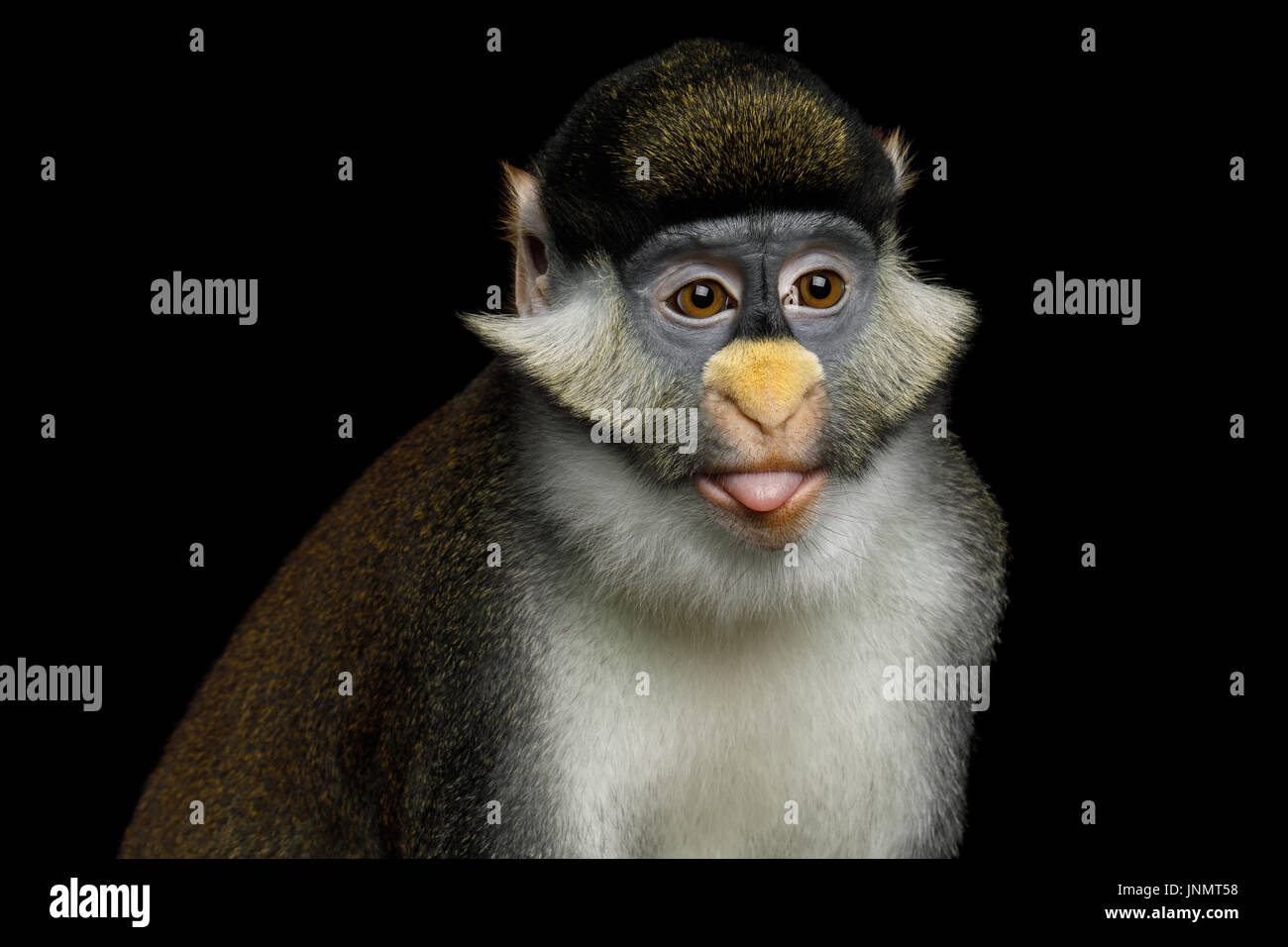 Red-tailed Monkey Stockfoto