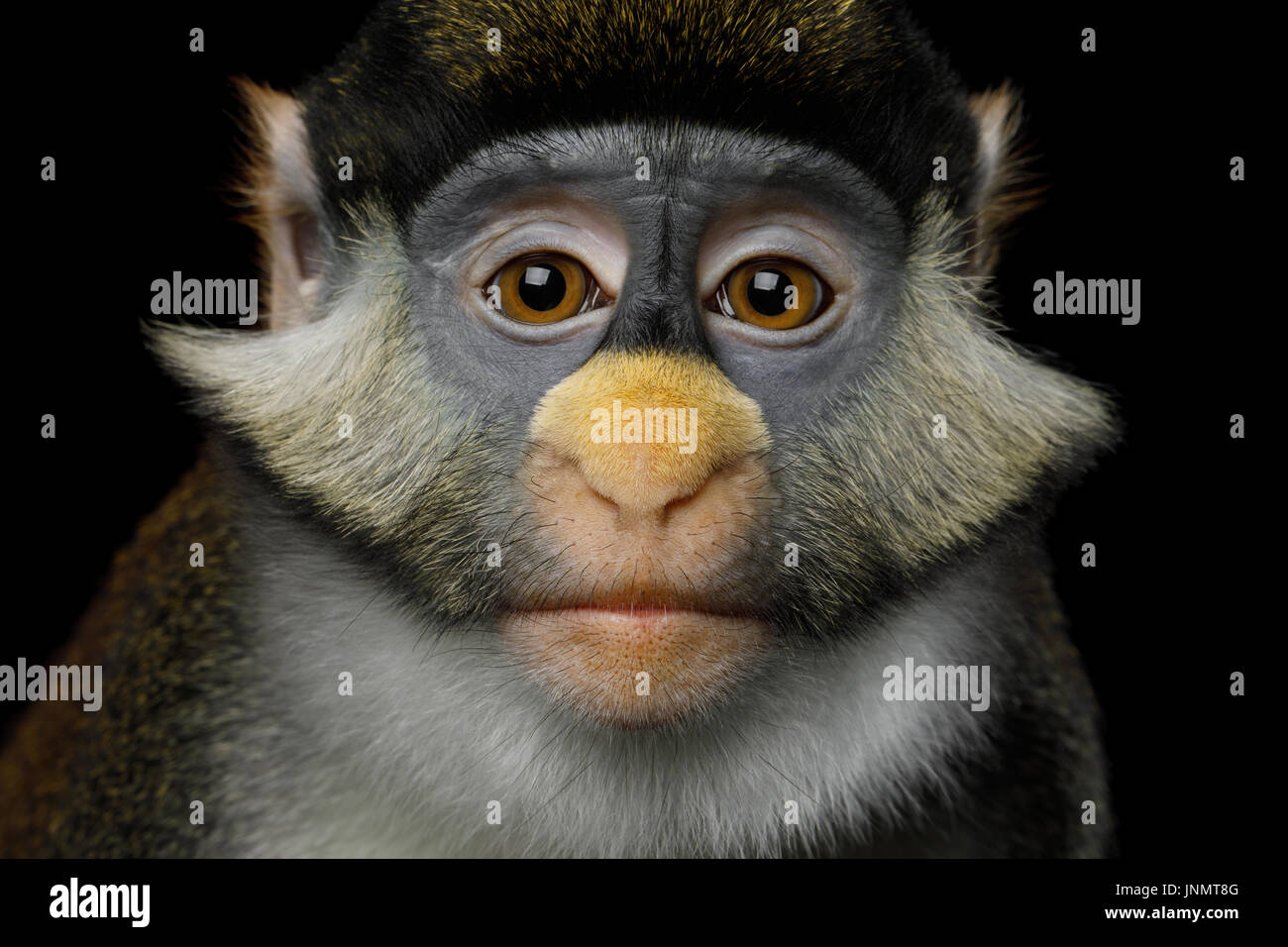 Red-tailed Monkey Stockfoto