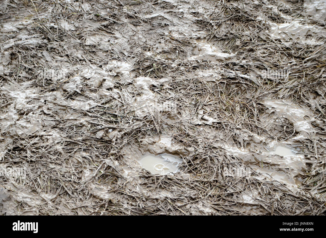 Schlammigen Rasen auf einem Eventbereich, mit Spuren von vielen vielen Füßen. Stockfoto