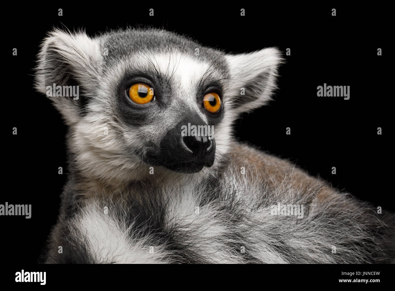 Ring-tailed Lemur Stockfoto