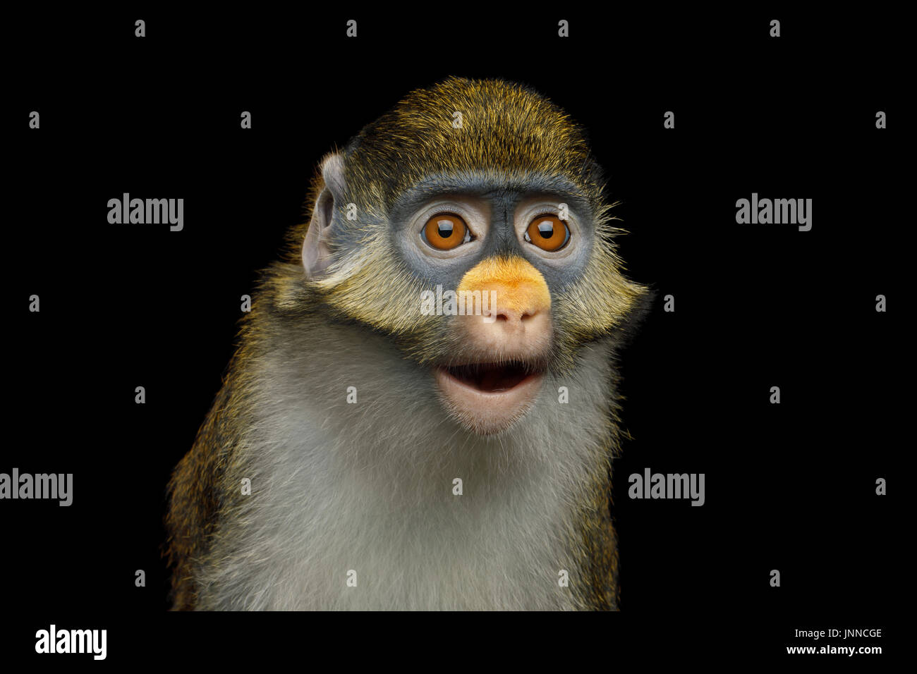 Rotschwanz-Affe Stockfoto