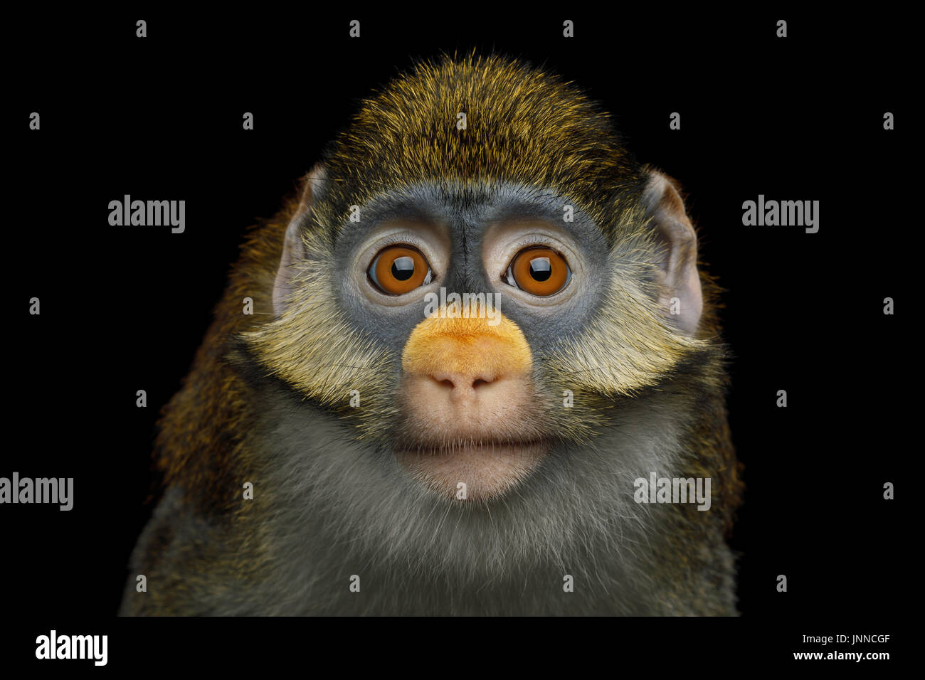 Rotschwanz-Affe Stockfoto