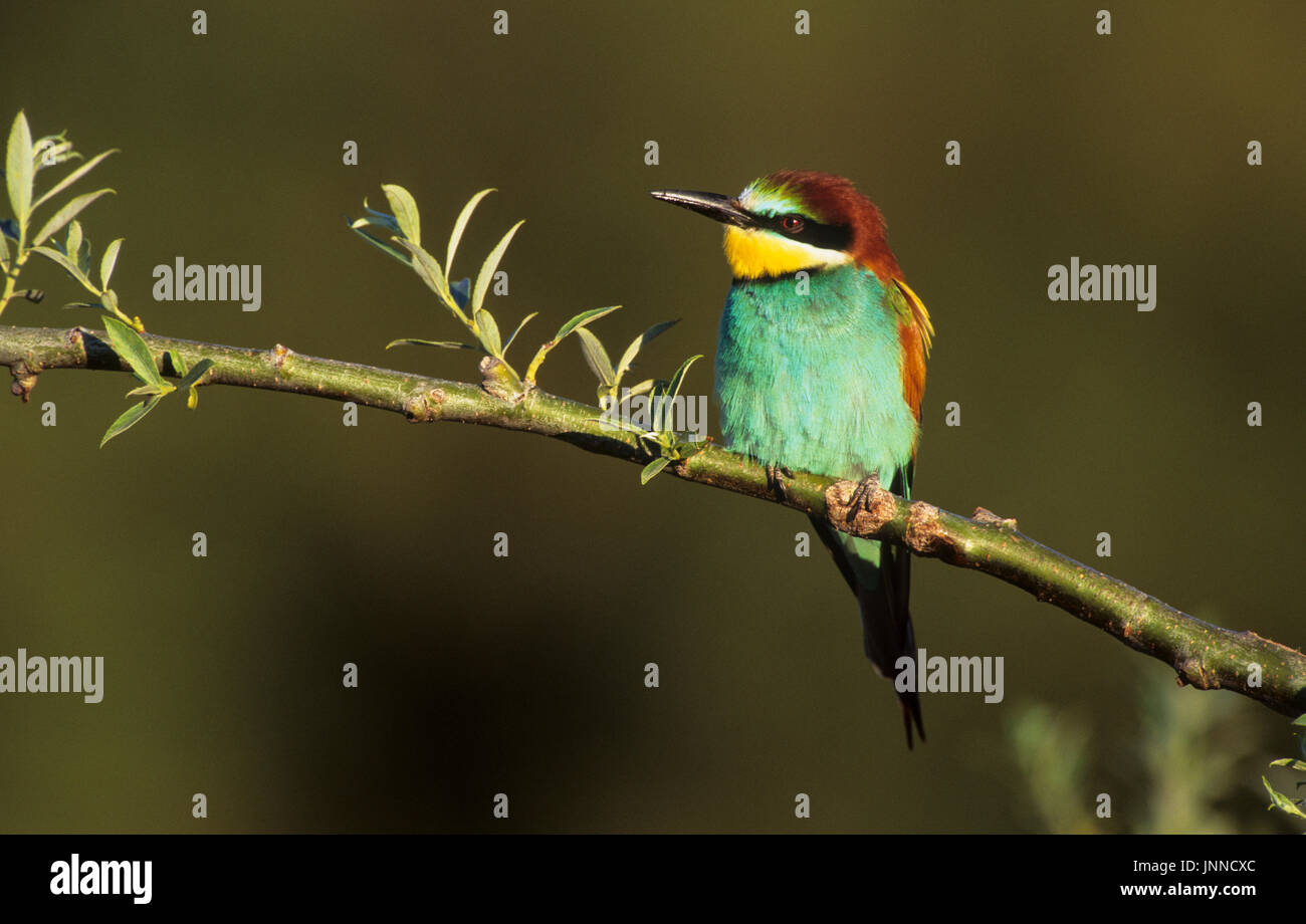 Europäische Bienenfresser (Merops apiaster) Tsiknias Fluss Lesbos Griechenland Stockfoto