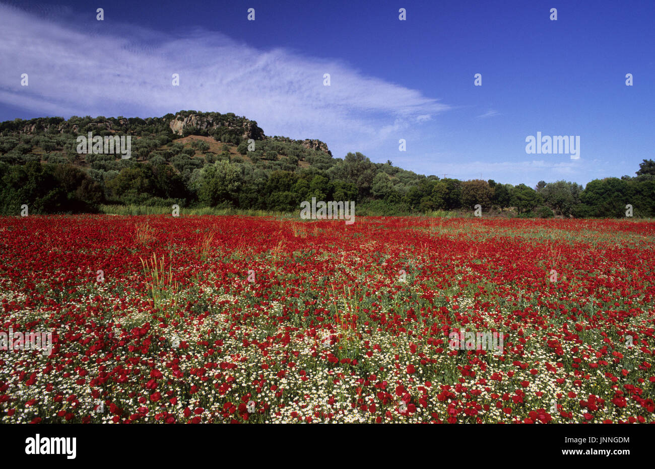 Bereich der Mohnblumen und Wildblumen in der Nähe von Achladeri Lesbos Griechenland Stockfoto