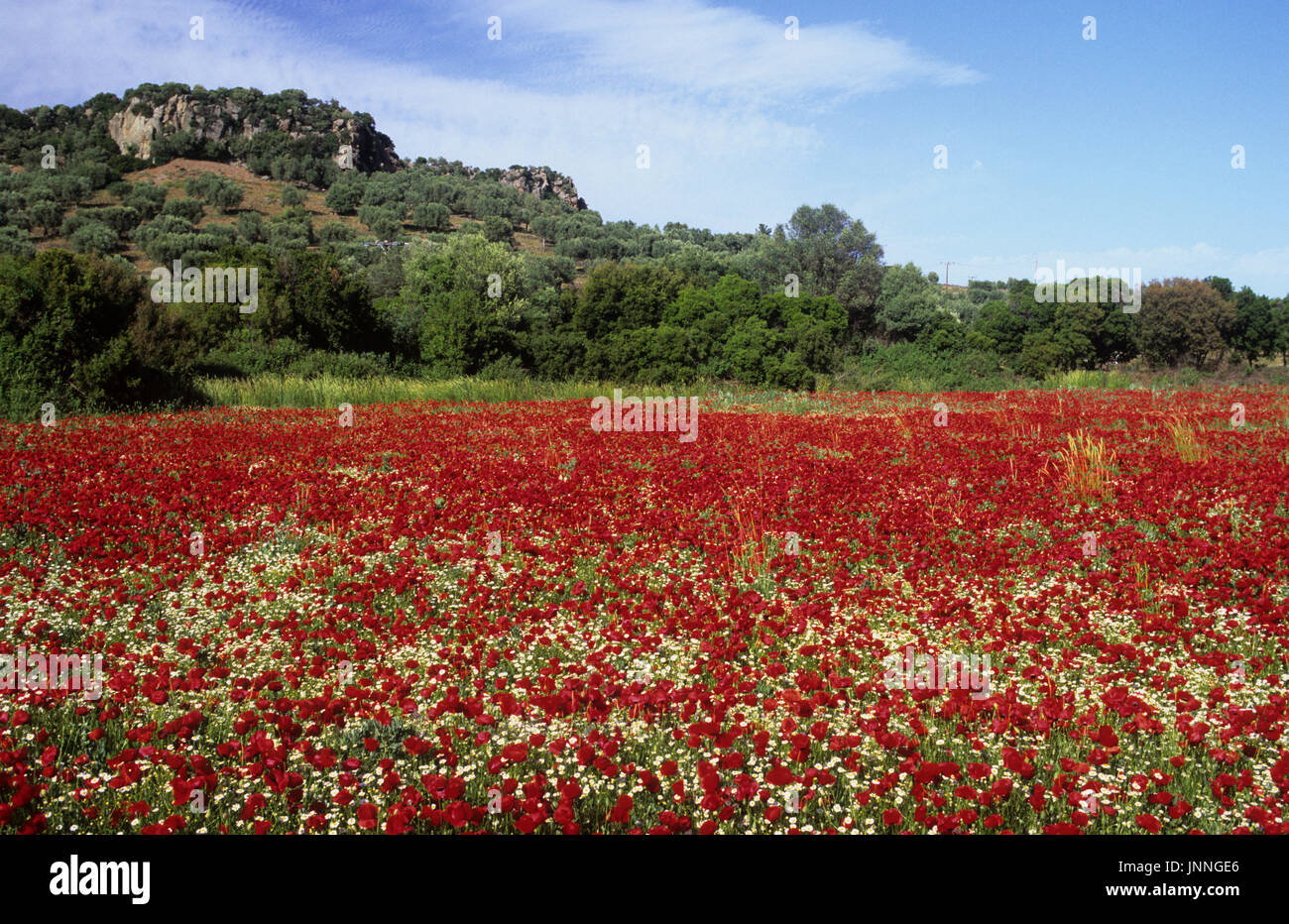 Bereich der Mohnblumen und Wildblumen in der Nähe von Achladeri Lesbos Griechenland Stockfoto