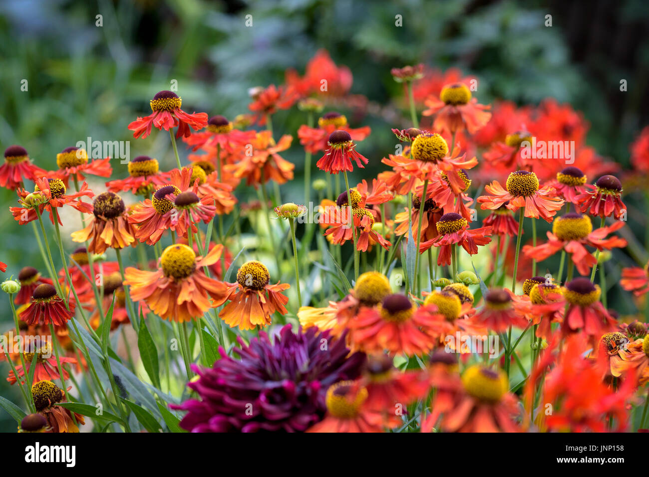 Helenium Moerheim Beauty, Asteraceae. Stockfoto