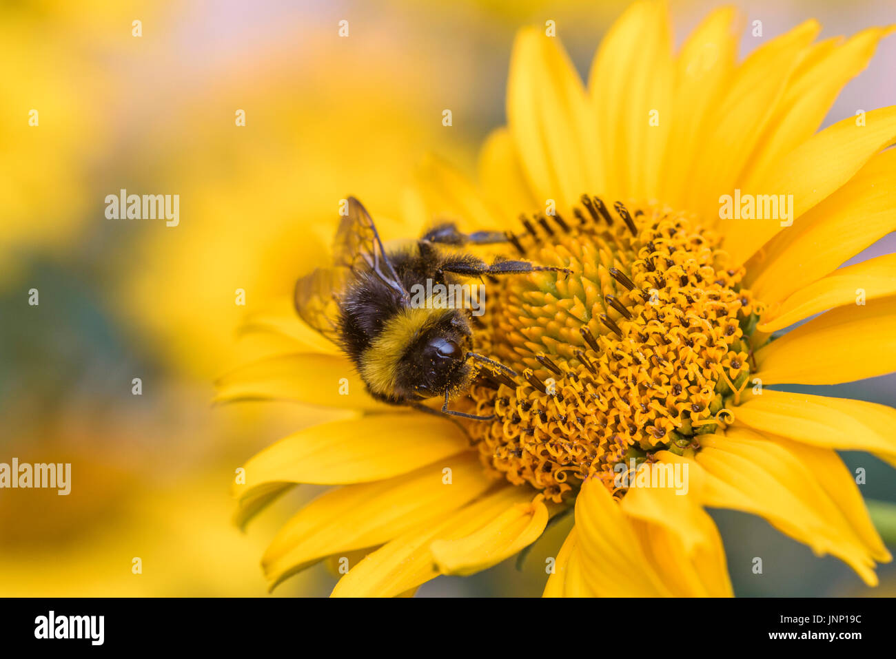 Fleißige Biene auf gelber Blüte, Bestäubung. Aktive Bestäuber. Stockfoto