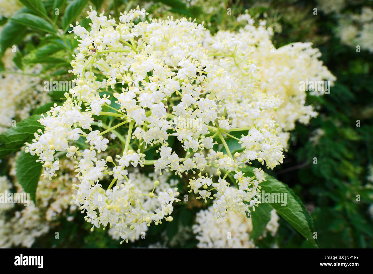 Holunderblüten. Holunder Sambucus nigra flowerhead. Weiße Blüten ...