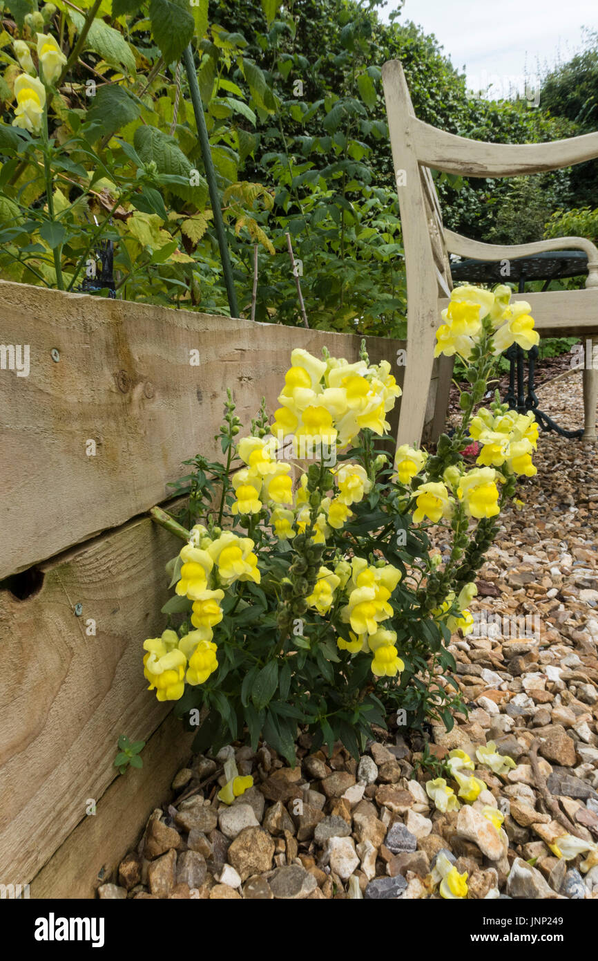 Selbst ausgesät gelbe Löwenmäulchen (Antirrhinum) aus der Seite des Gemüse Hochbeet wachsen. Stockfoto