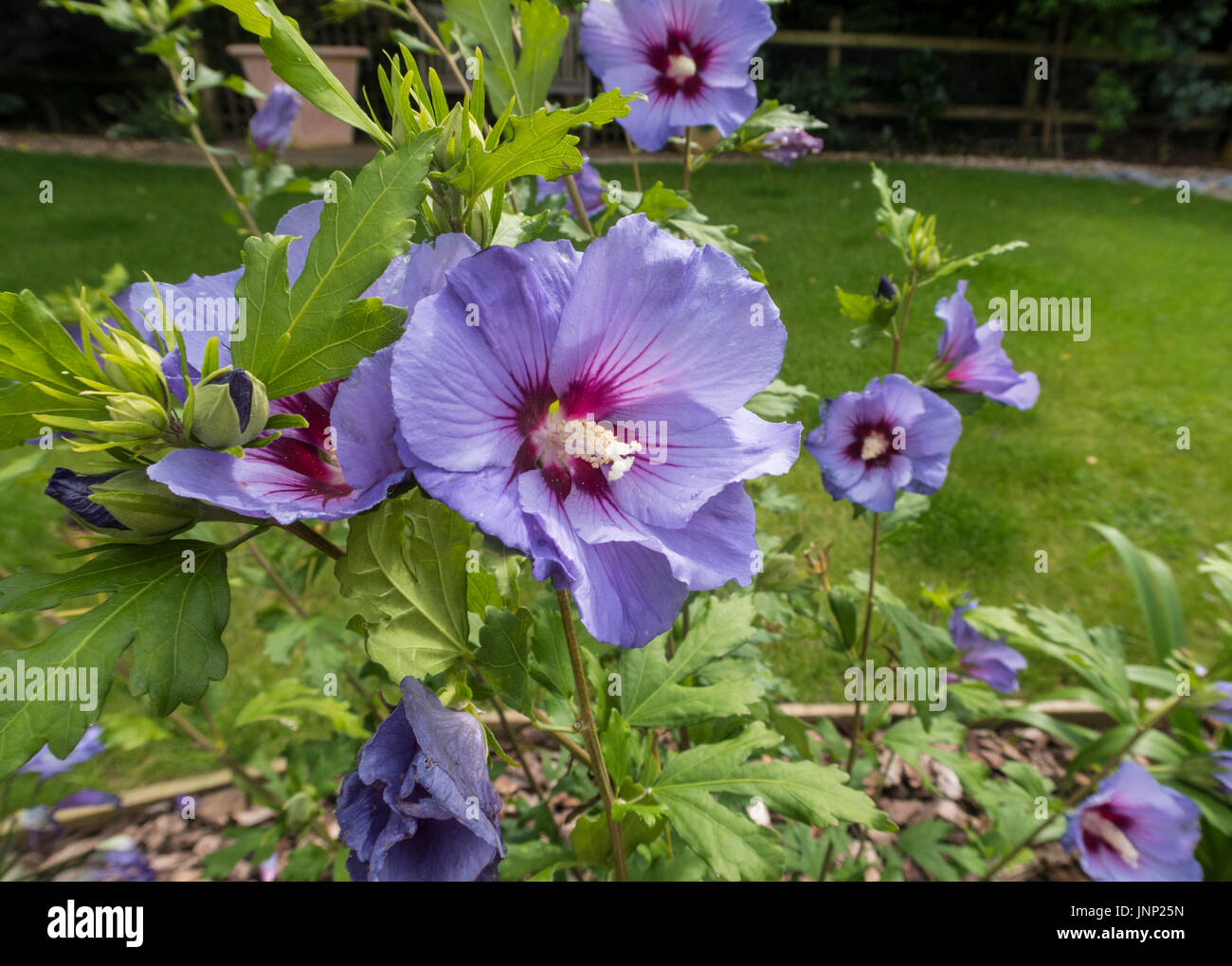 Blau blühende Hibiscus Syriacus 'Marina', in einem Garten von Devon. Stockfoto