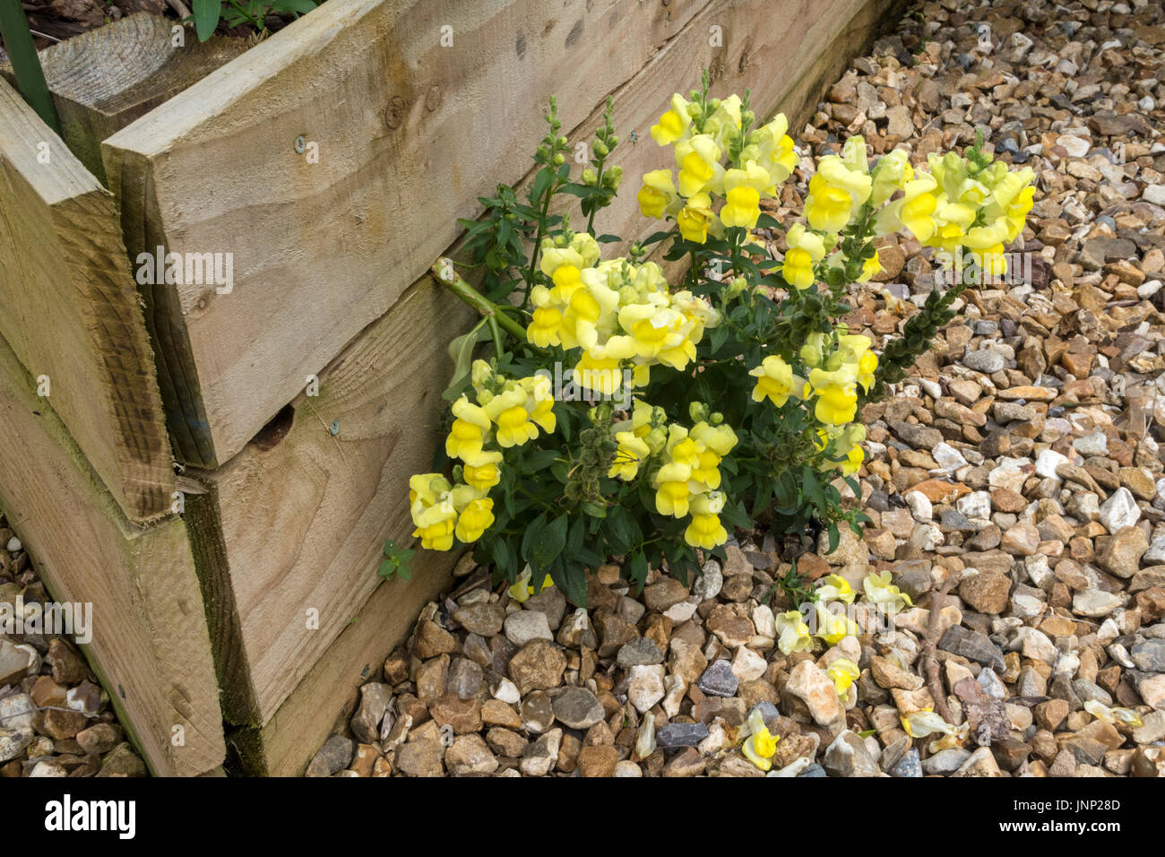 Selbst ausgesät gelbe Löwenmäulchen (Antirrhinum) aus der Seite des Gemüse Hochbeet wachsen. Stockfoto