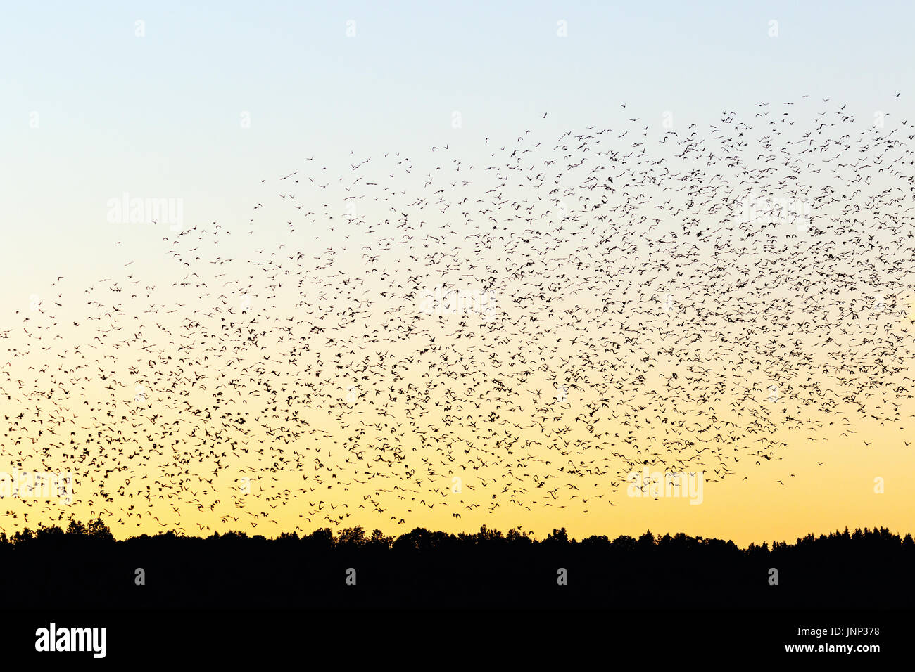 Große Herde von Dohlen in der Silhouette gegen den Abendhimmel über den Wald Stockfoto