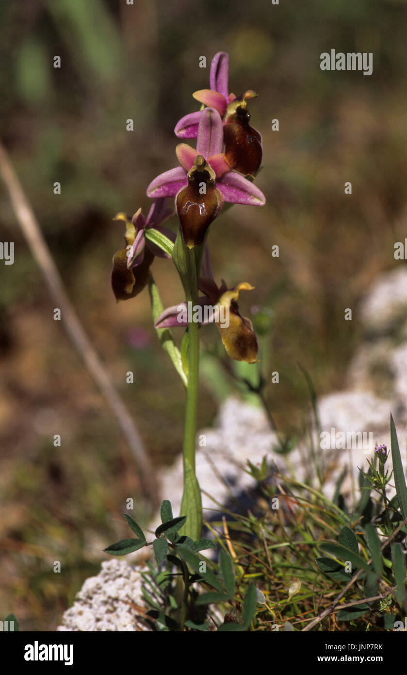 Lesbos Orchid (Ophrys lesbis) in der Nähe von Gavathas Lesbos Griechenland Stockfoto