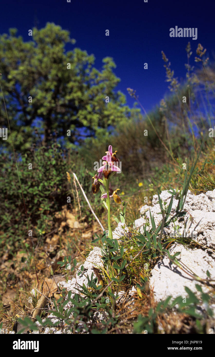 Lesbos Orchid (Ophrys lesbis) in der Nähe von Gavathas Lesbos Griechenland Stockfoto