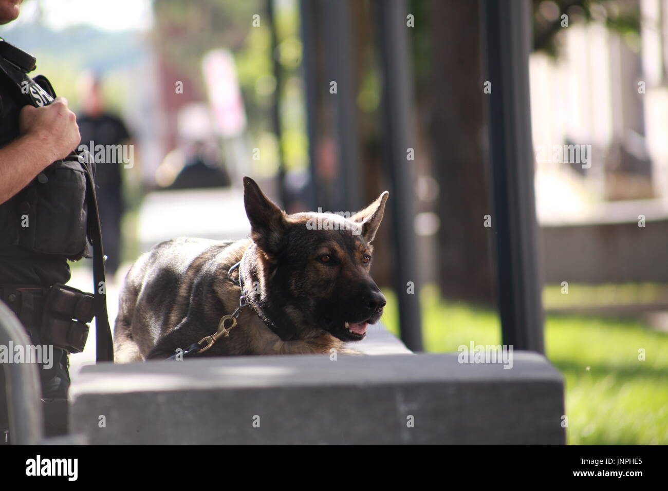 Polizei Hund nimmt einen Bruch Stockfoto
