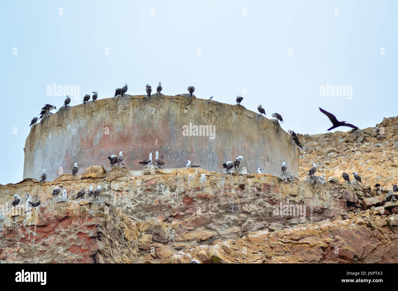 Vögel rund um Stockfoto