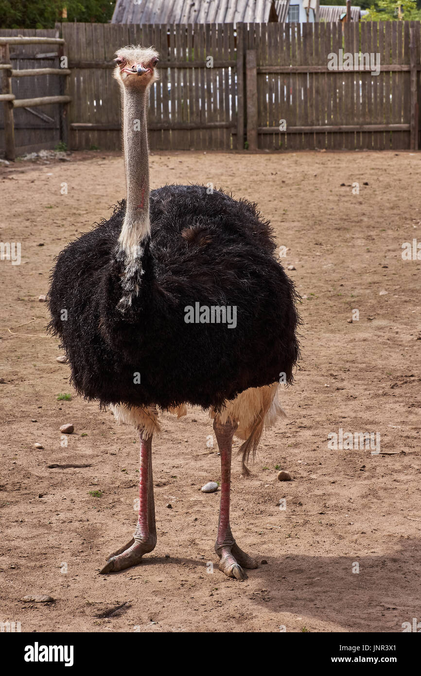 Porträt eines Straußes. Sehr deutlich sehen Sie, Schnabel, Augen, Haare. Kopf nach rechts gedreht. Zoocity, Pskow, Russland. Sommer Stockfoto