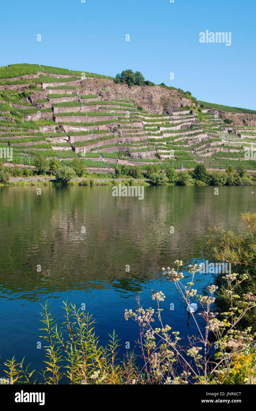 Terrassenmosel, Untermosel, Landkreis Mayen-Koblenz, Rheinland-Pfalz, Deutschland, Europa | Wein Terrasse, Fluss Mosel, Deutschland Stockfoto