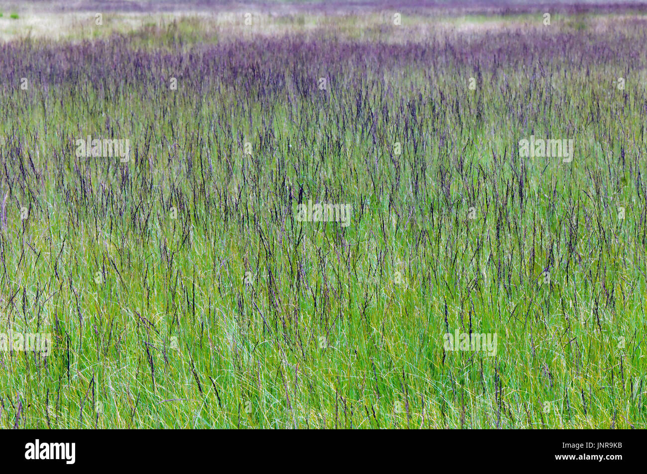 Natürliche Feuchtwiese mit lila Moor Grass (Molinia Caerulea). Stockfoto