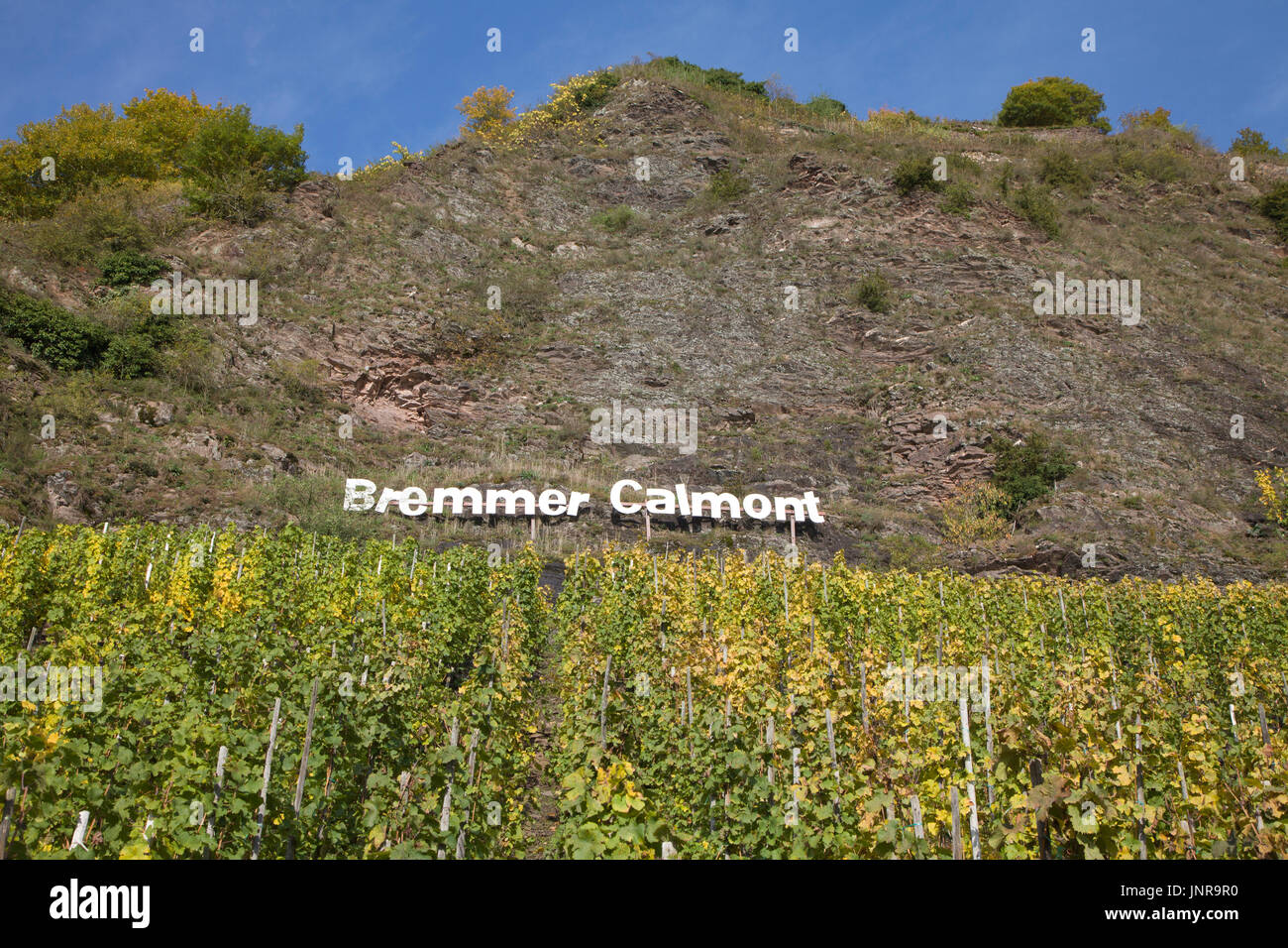 Bremmer Calmont, Weinanbau in Steillage, der Calmont Gehoert Mit deutschen 65 Grad Neigung Zu Den Steilsten Lagen der Erde, Bremm, Cochem-Zell, Mittelmose Stockfoto