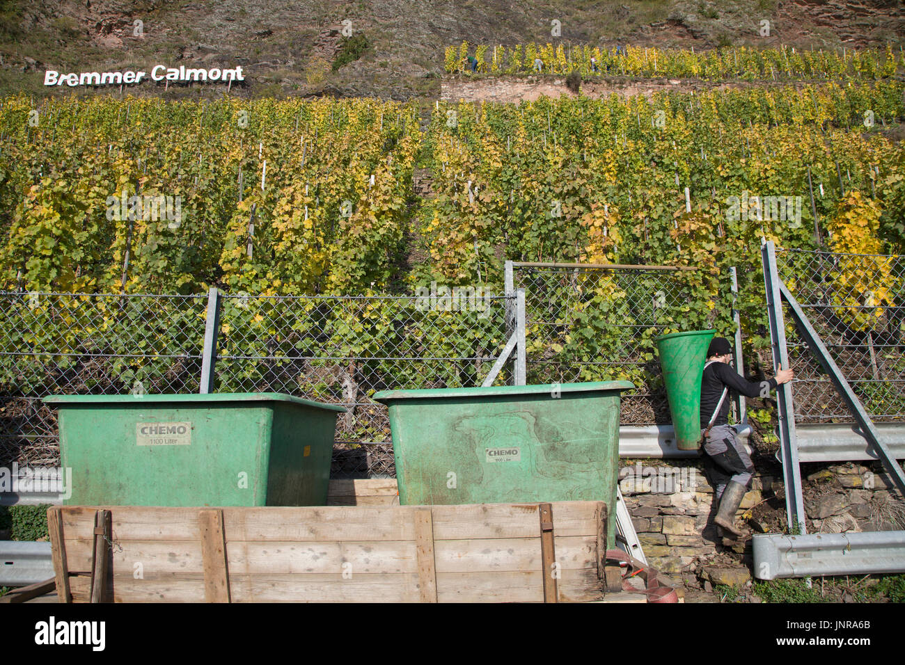 Erntehelfer Beim Austieg Zum Bremmer Calmont, Weinanbau in Steillage, der Calmont Gehoert Mit deutschen 65 Grad Neigung Zu Den Steilsten Lagen der Erde, B Stockfoto