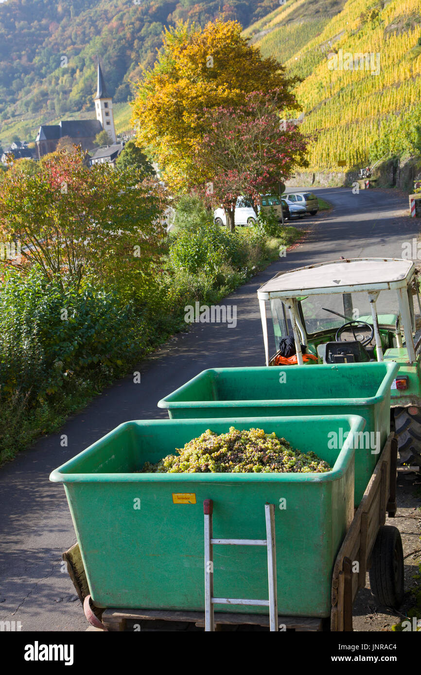 Traktor Mit Geernteten Trauben bin Bremmer Calmont, Weinanbau in Steillage, der Calmont Gehoert Mit deutschen 65 Grad Neigung Zu Den Steilsten Lagen der Er Stockfoto