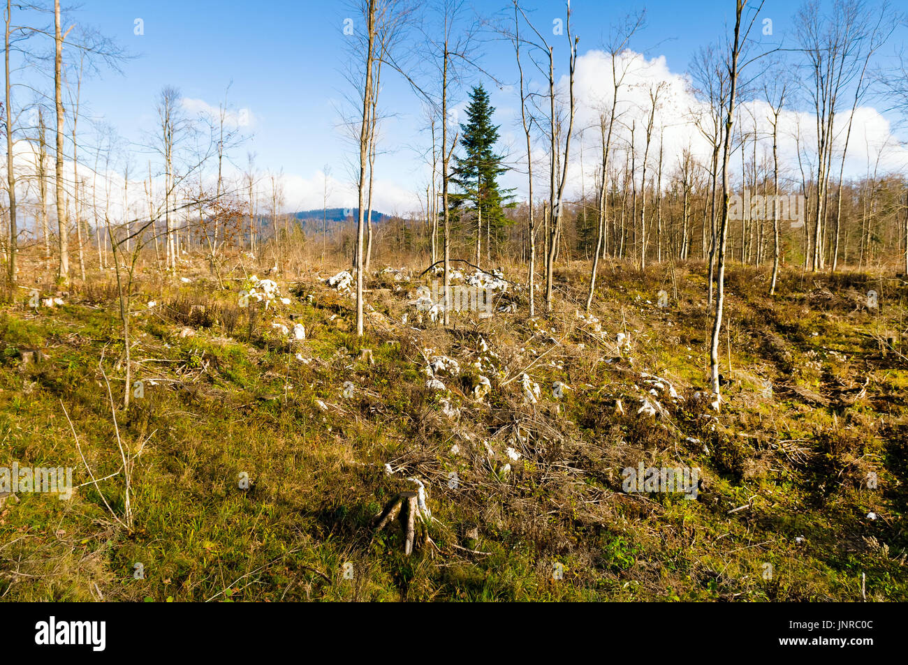 Mischwald Stand nach Graupel (Europa, Slowenien) im Jahr 2014 am Boden zerstört. Stockfoto