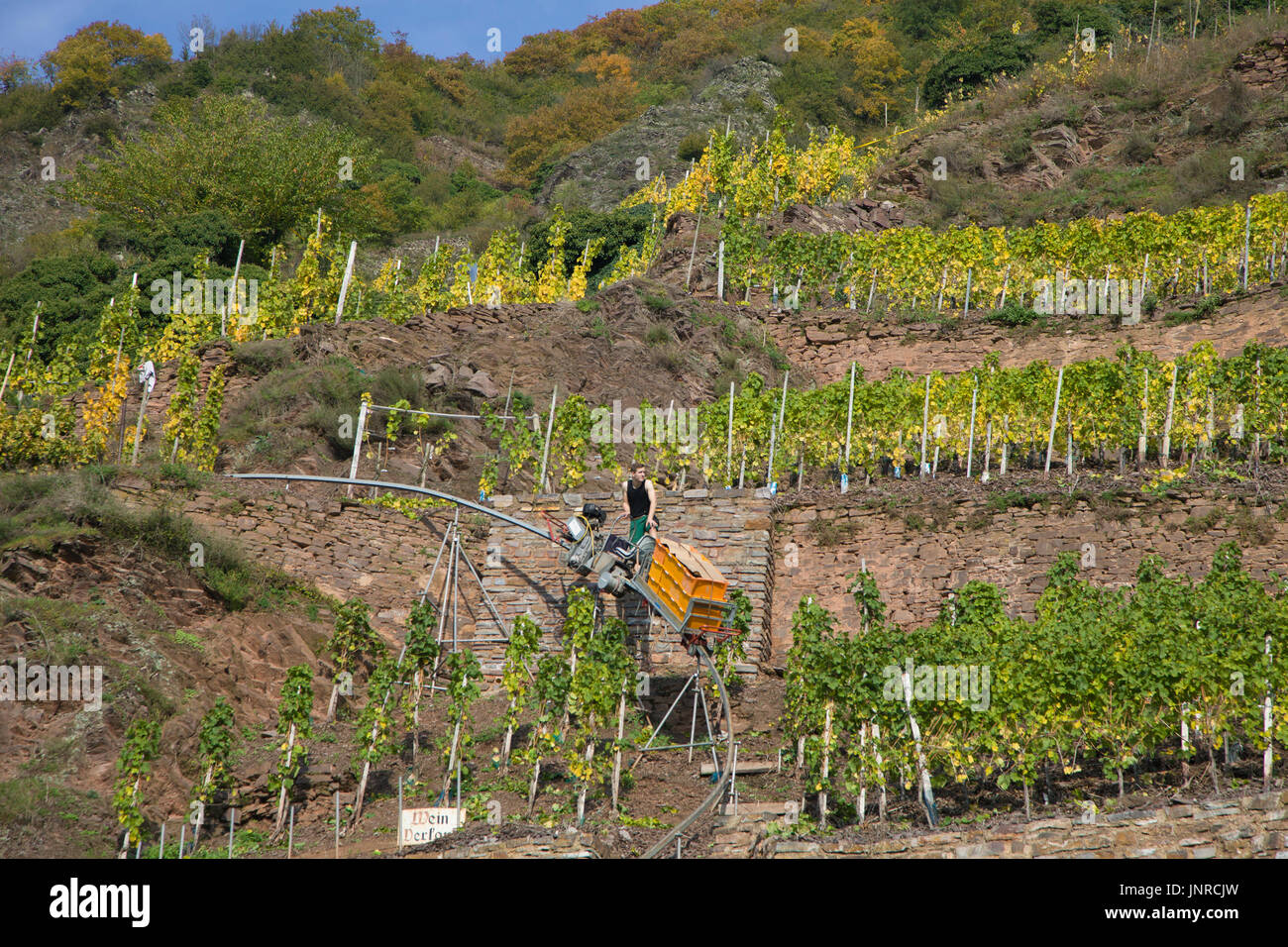Weinlese mit monorack an der steilen Calmont Weinberg, Bremm, Mosel, Rheinland-Pfalz, Deutschland, Europa Stockfoto
