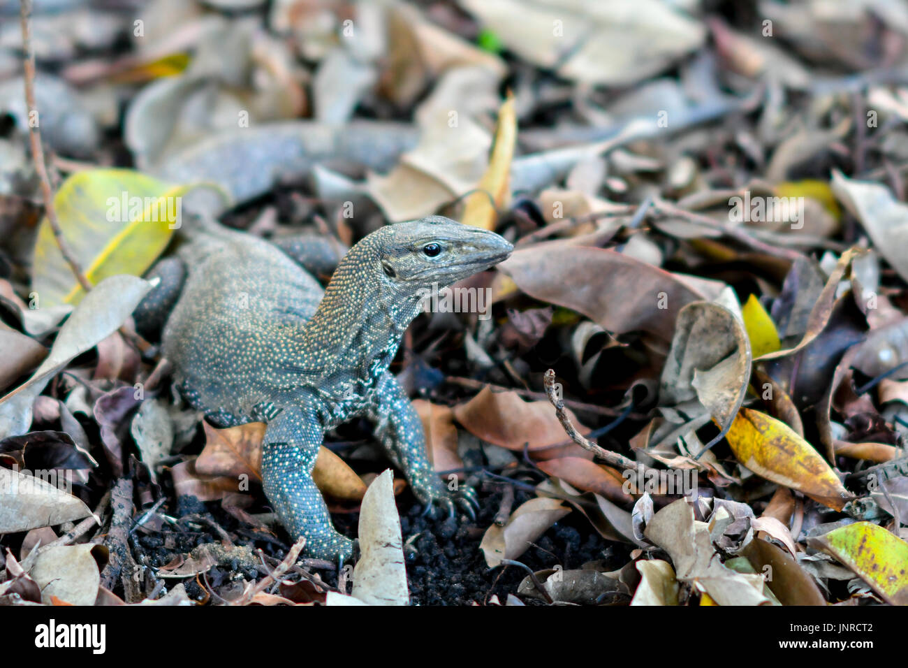 große Echse Stockfoto