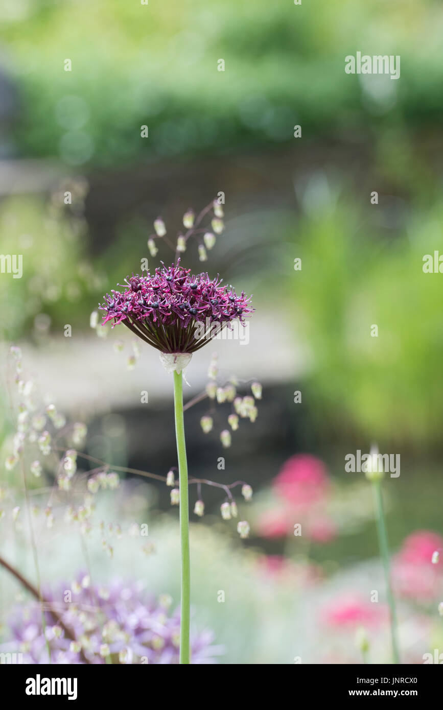 Allium Atropurpureum. Ornamentale Zwiebel Blume Stockfoto