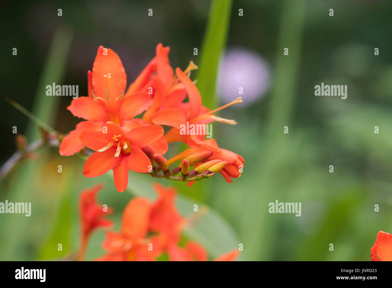 Crocosmia Orange Teufel. Montbretia 'Orange Devil' Blumen in einem englischen Garten. UK Stockfoto