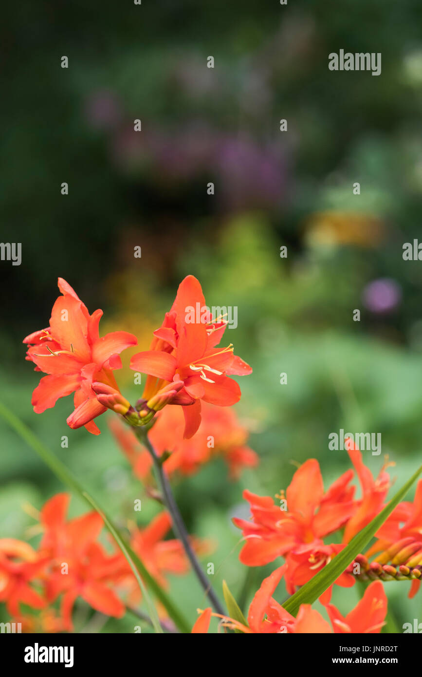 Crocosmia Orange Teufel. Montbretia 'Orange Devil' Blumen in einem englischen Garten. UK Stockfoto