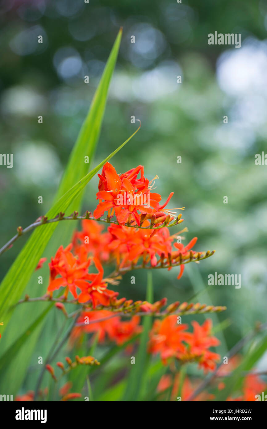 Crocosmia Orange Teufel. Montbretia 'Orange Devil' Blumen in einem englischen Garten. UK Stockfoto