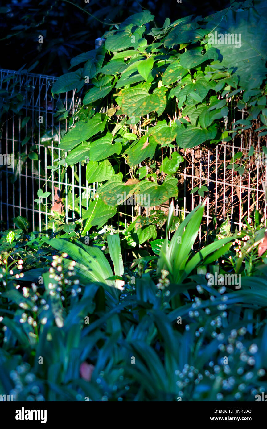 Morgen Vegetation Stockfoto