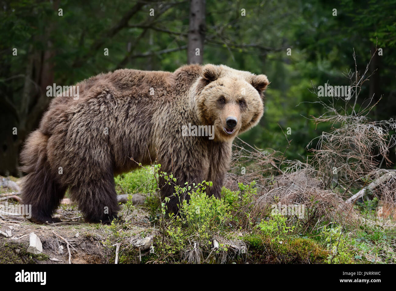 Großer Brauner Bär im Wald Stockfoto