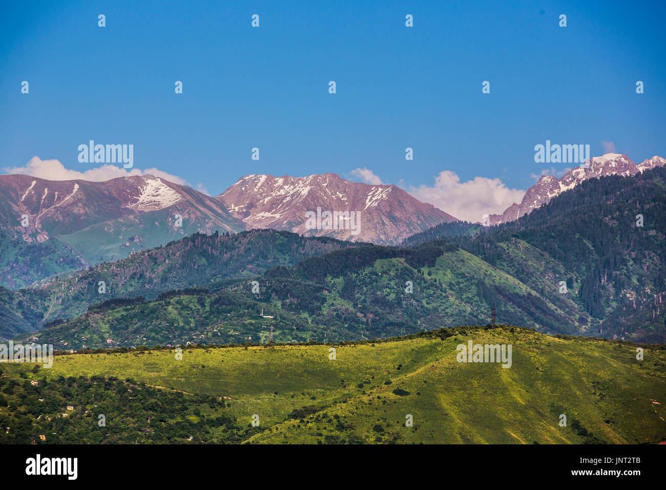 Fichte-Bergsommer Stockfoto