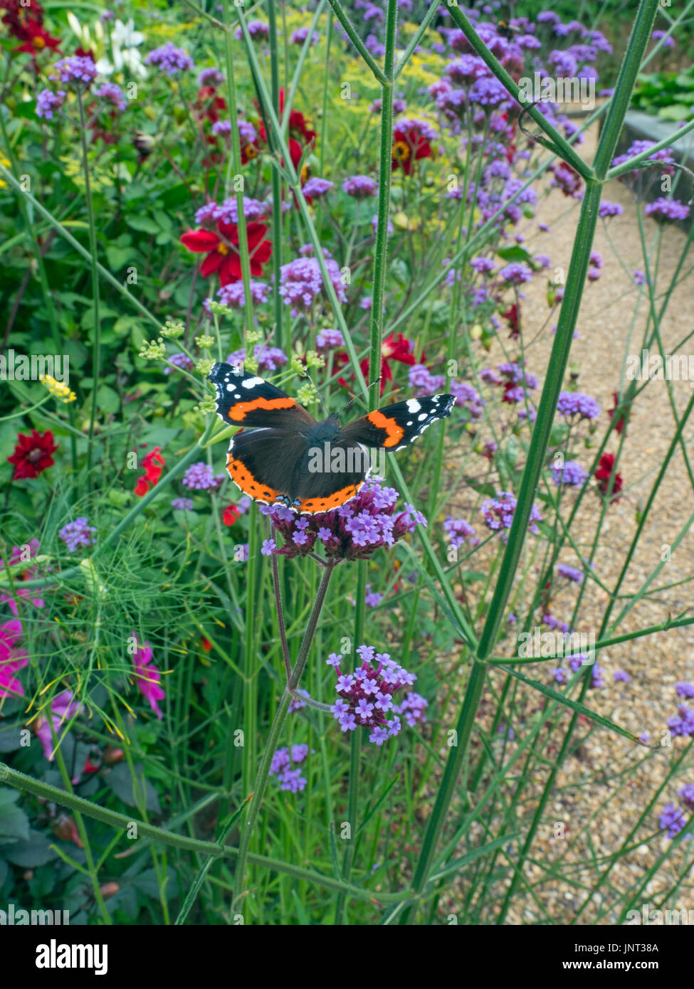 Red Admiral Butterfly Vanessa Atalanta Fütterung auf Eisenkraut im Garten August Stockfoto