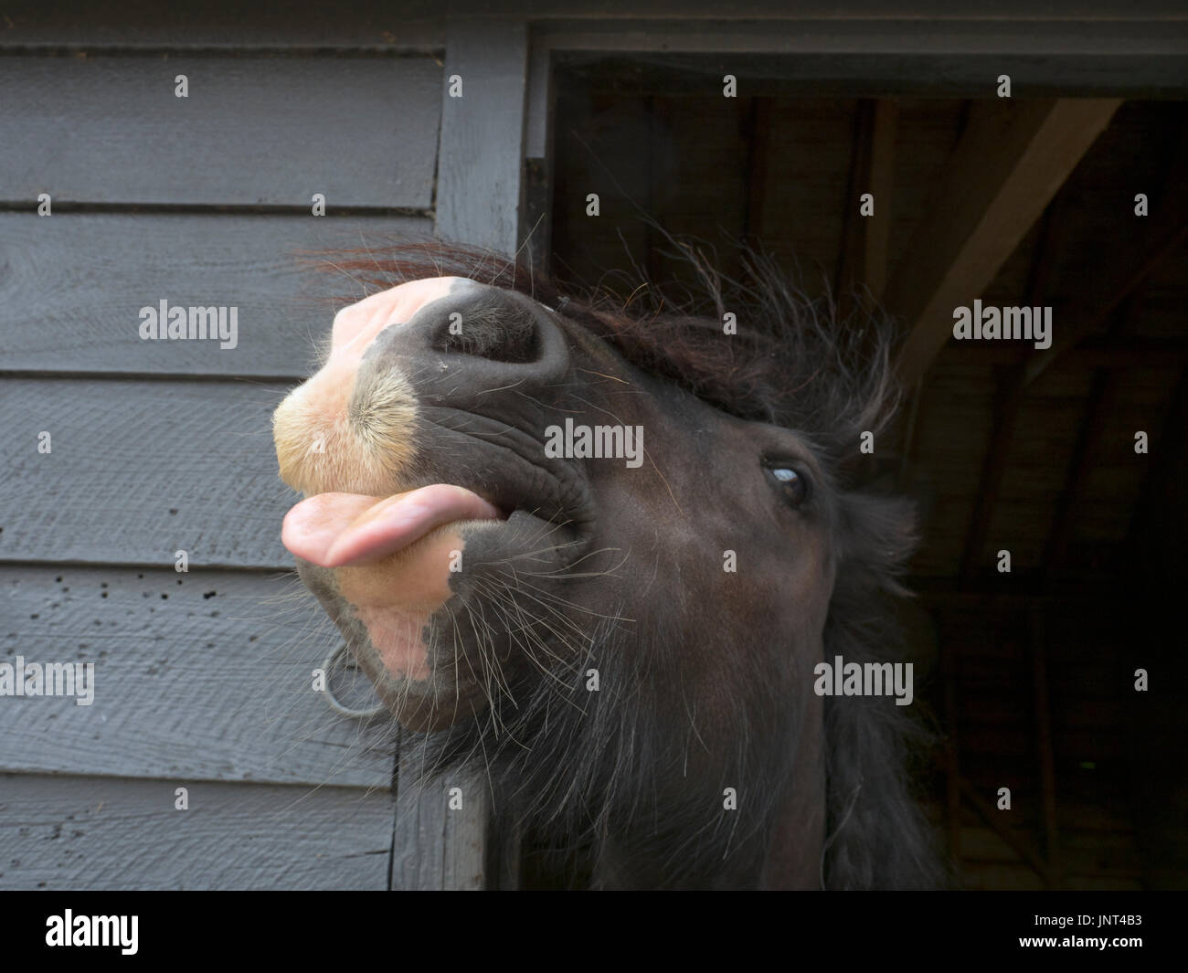 Irish Cob vom Stall Stockfoto
