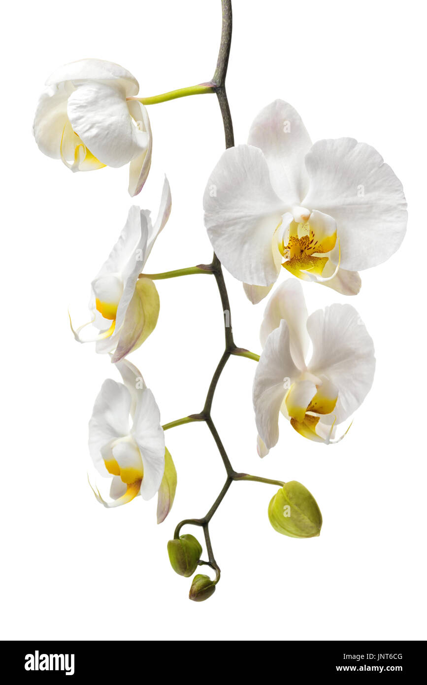 schönen Zweig der weiße Orchidee, Phalaenopsis isoliert auf weißem Hintergrund, Nahaufnahme Stockfoto