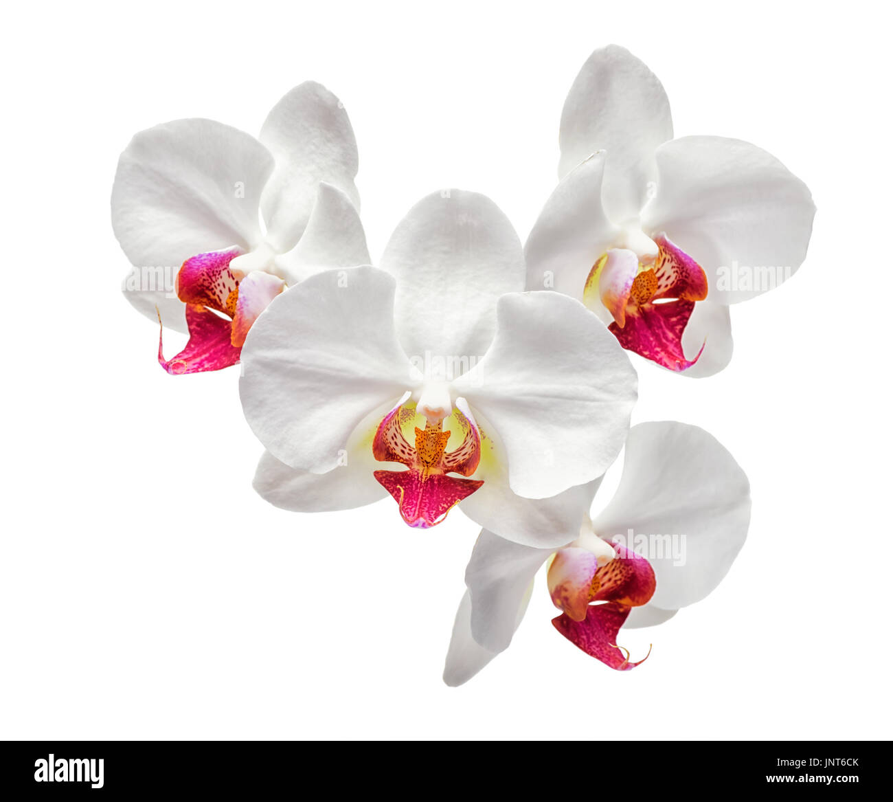 blüht schön weiß mit roten Orchidee, Nahaufnahme Phalaenopsis isoliert auf weißem Hintergrund, Stockfoto