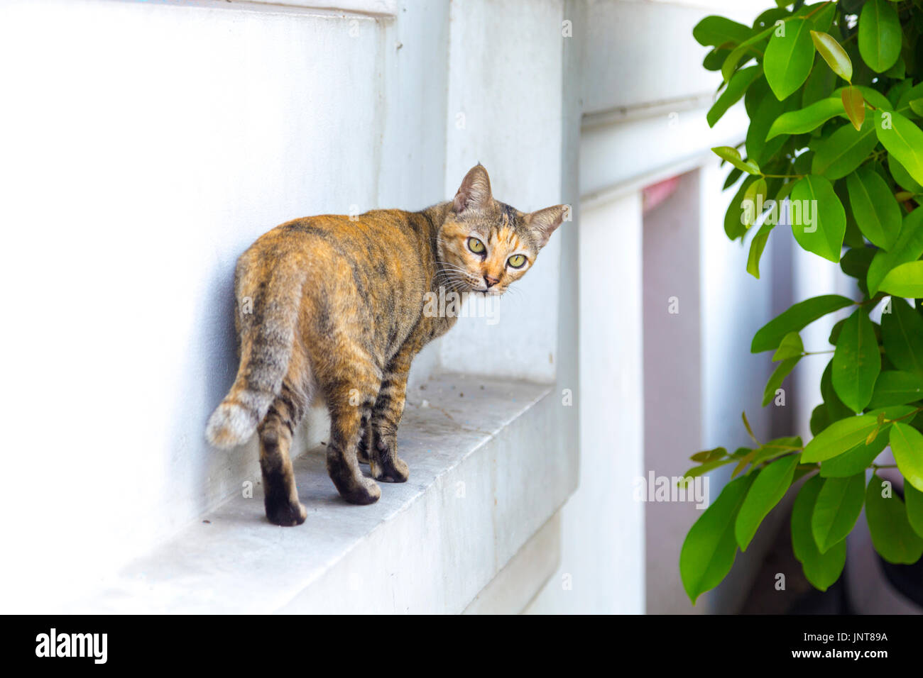 Ginger cat steht auf einem Felsvorsprung über die Schulter schauen (Wat Atun, Tempel der Morgenröte, Bangkok, Thailand) Stockfoto